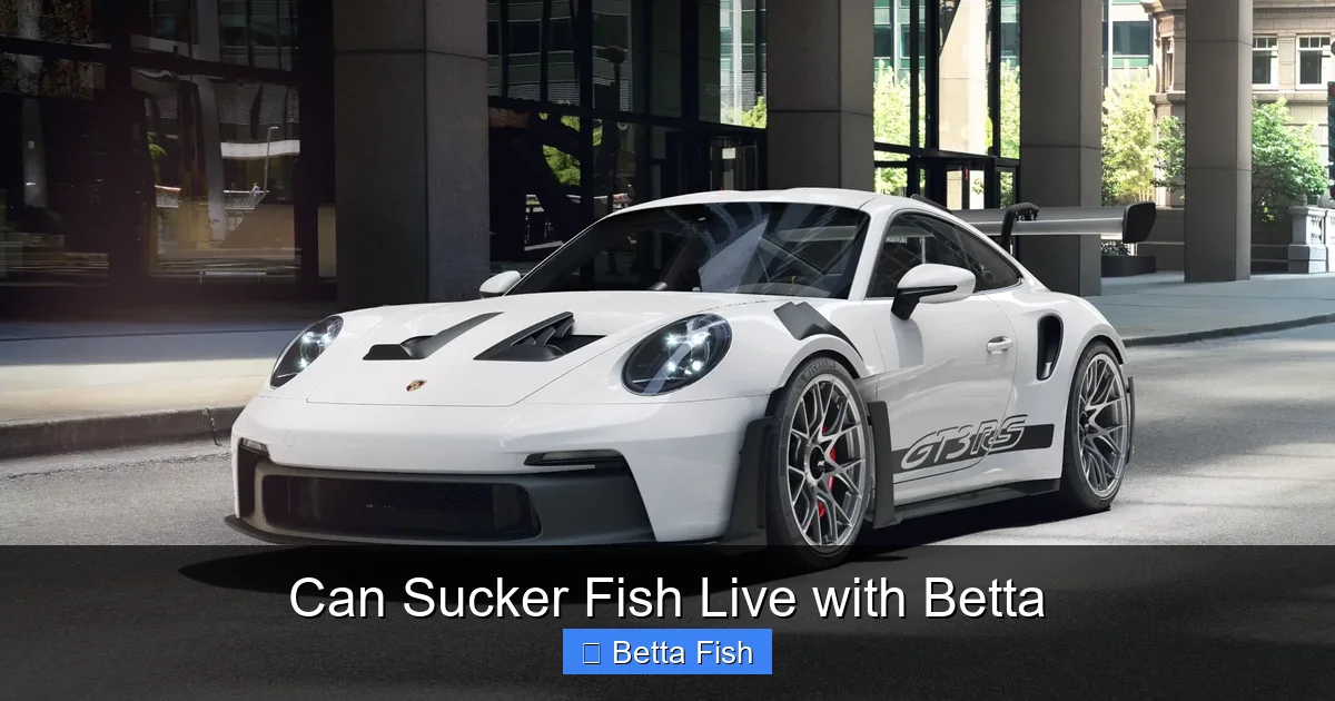 Can Sucker Fish Live with Betta