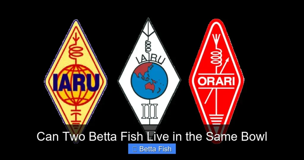 Can Two Betta Fish Live in the Same Bowl