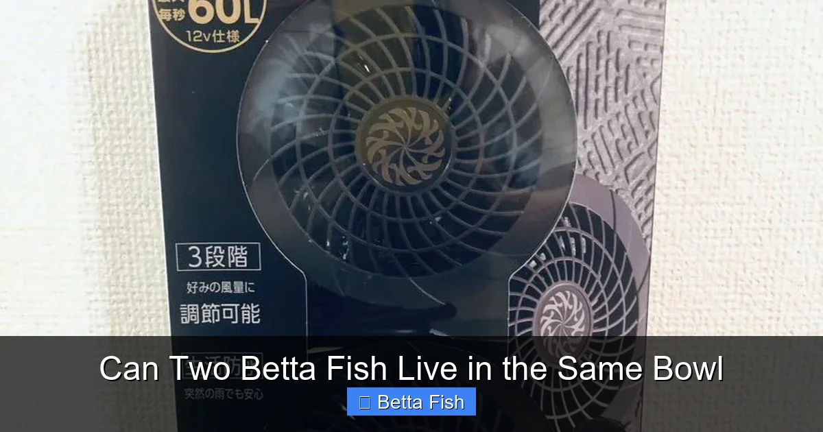 Can Two Betta Fish Live in the Same Bowl