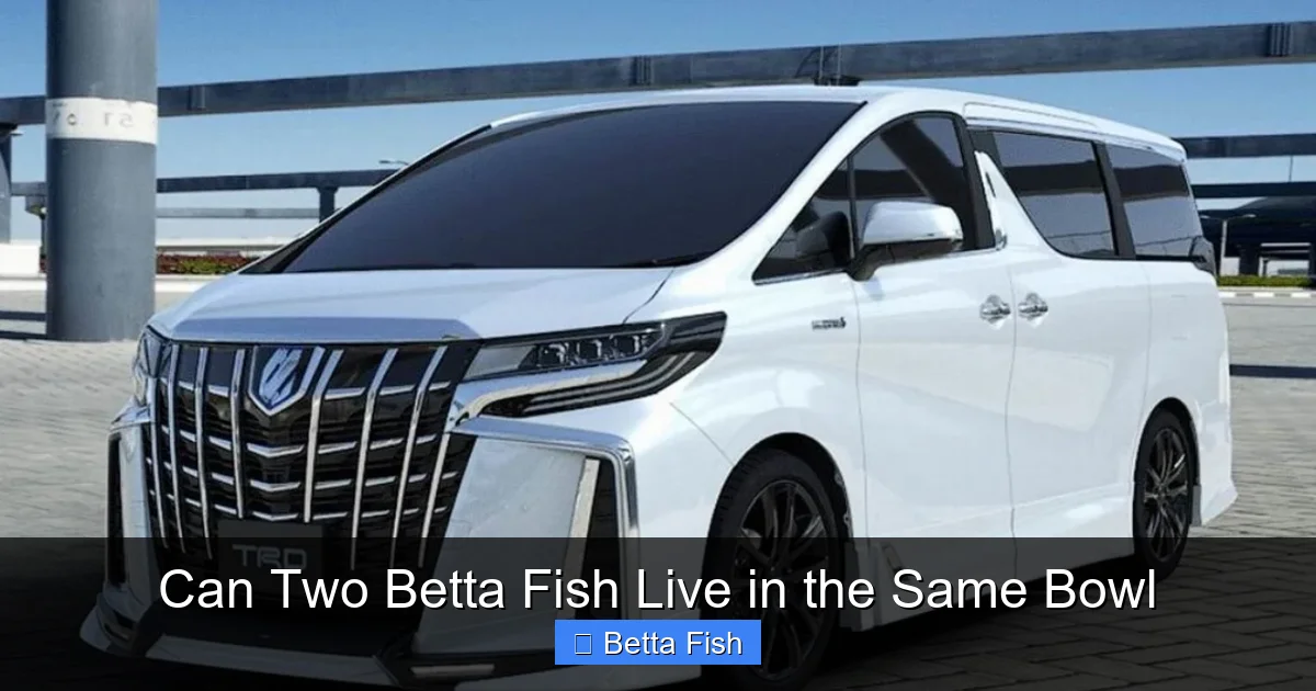 Can Two Betta Fish Live in the Same Bowl