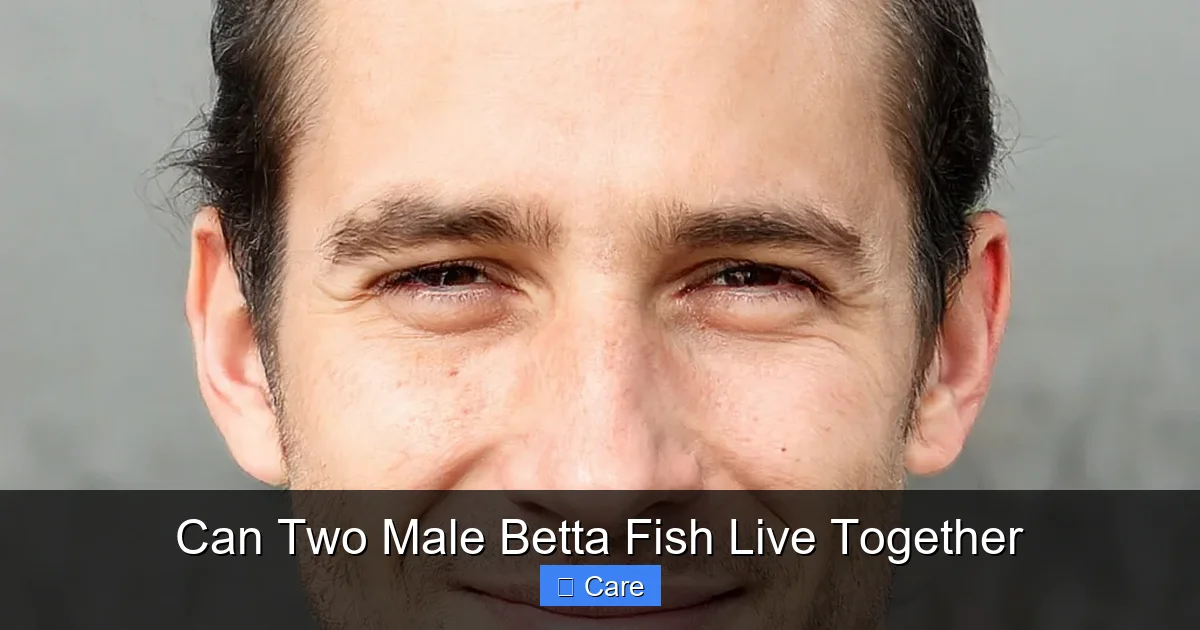 Can Two Male Betta Fish Live Together
