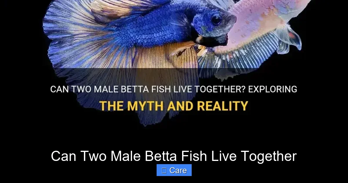 Can Two Male Betta Fish Live Together