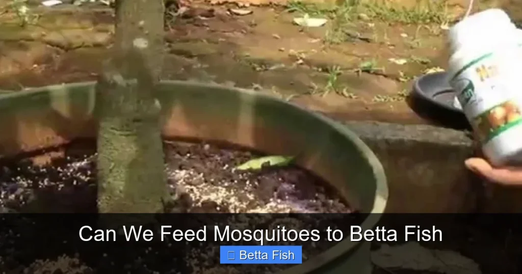Can We Feed Mosquitoes to Betta Fish