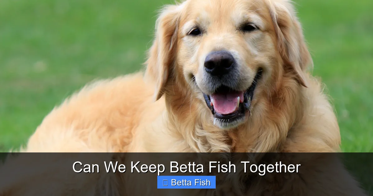 Can We Keep Betta Fish Together