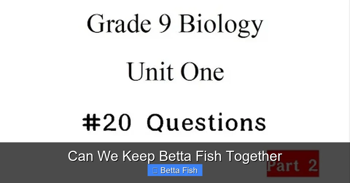Can We Keep Betta Fish Together