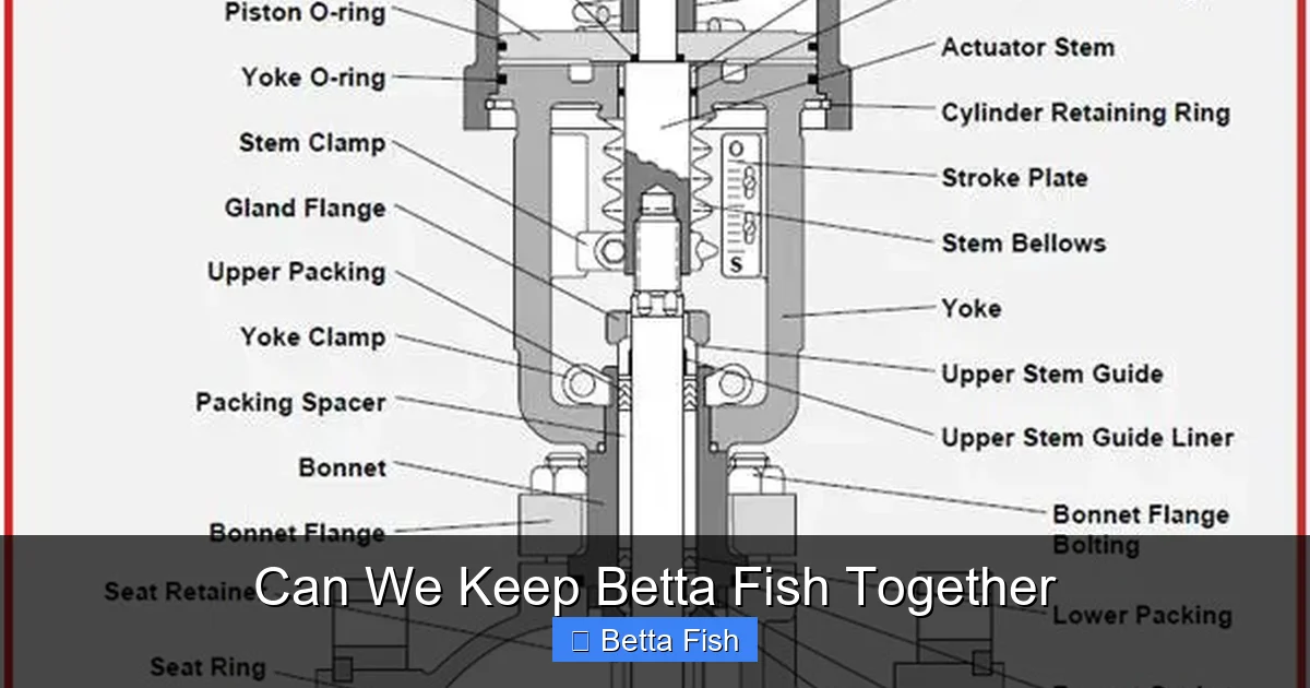 Can We Keep Betta Fish Together