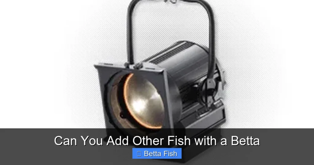 Can You Add Other Fish with a Betta