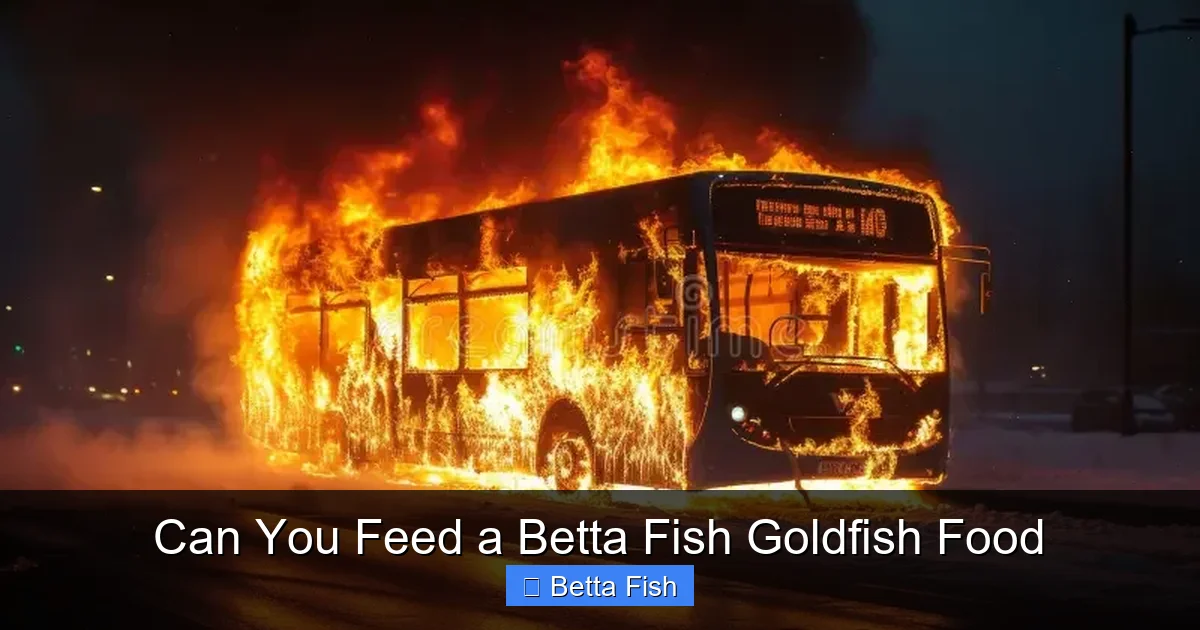 Can You Feed a Betta Fish Goldfish Food