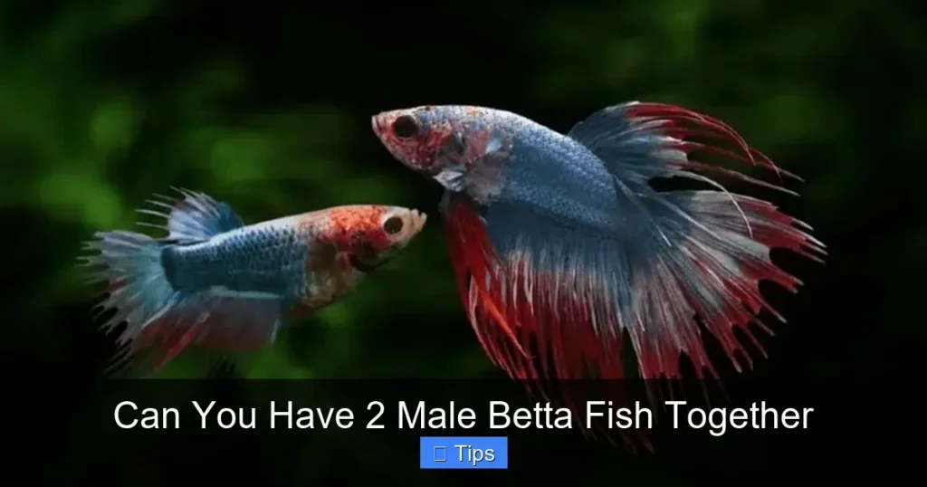 Can You Have 2 Male Betta Fish Together
