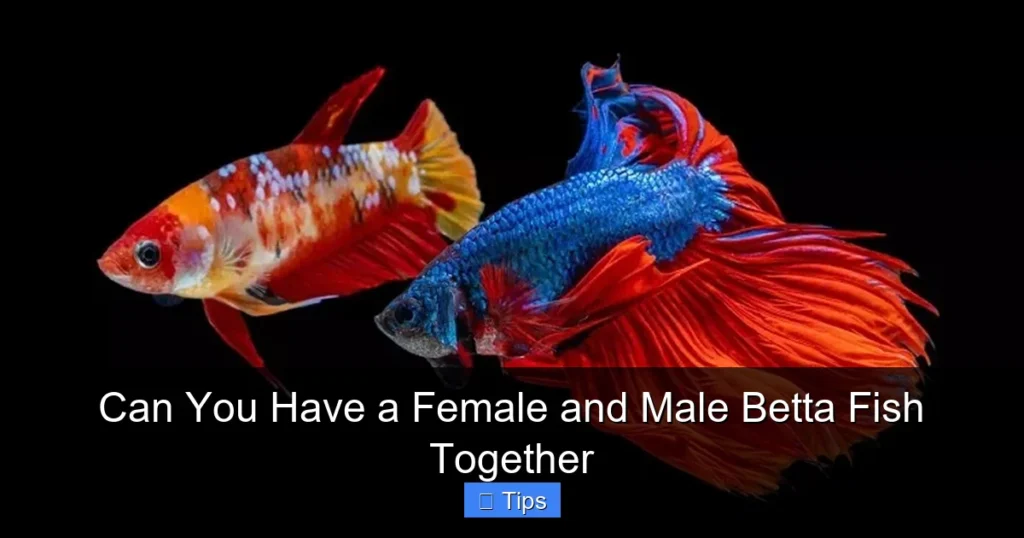 Can You Have a Female and Male Betta Fish Together