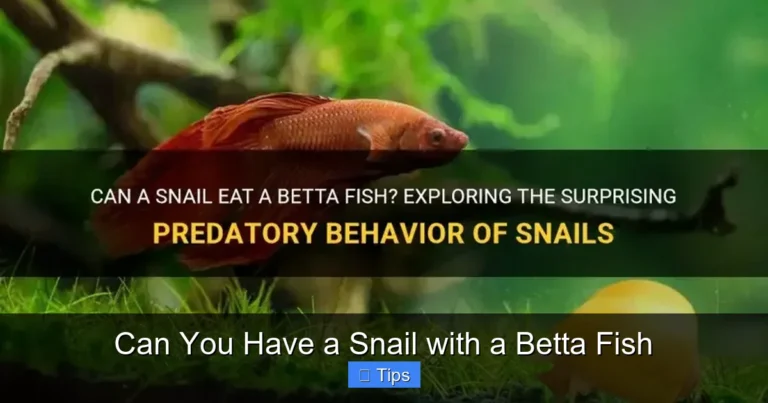 Can You Have a Snail with a Betta Fish