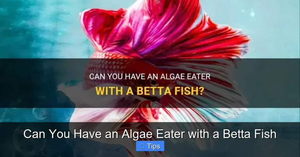 Can You Have an Algae Eater with a Betta Fish