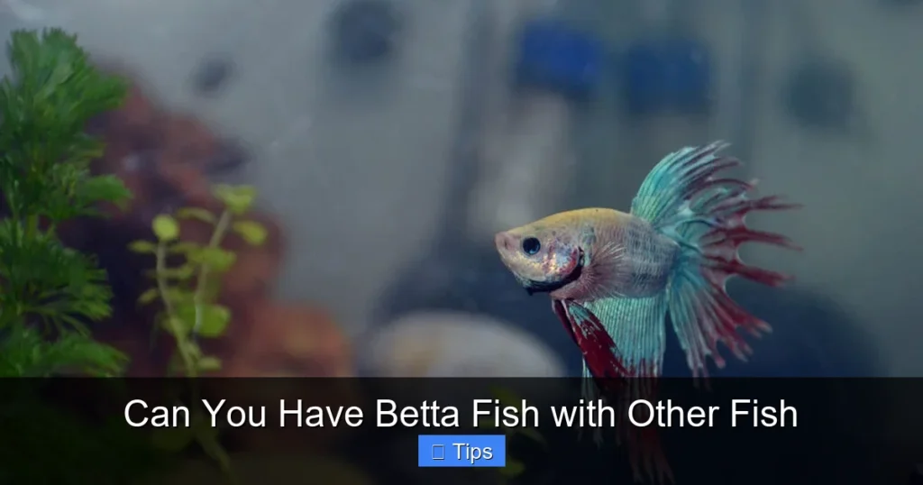 Can You Have Betta Fish with Other Fish