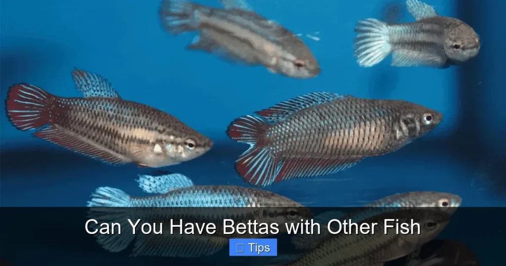 Can You Have Bettas with Other Fish