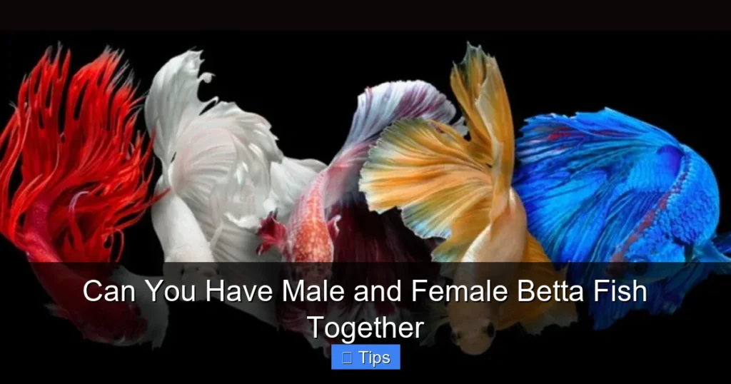 Can You Have Male and Female Betta Fish Together