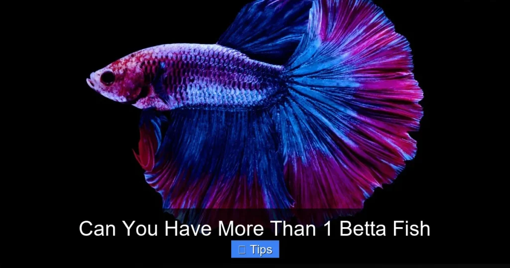 Can You Have More Than 1 Betta Fish