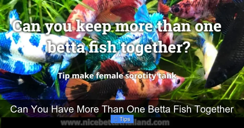 Can You Have More Than One Betta Fish Together