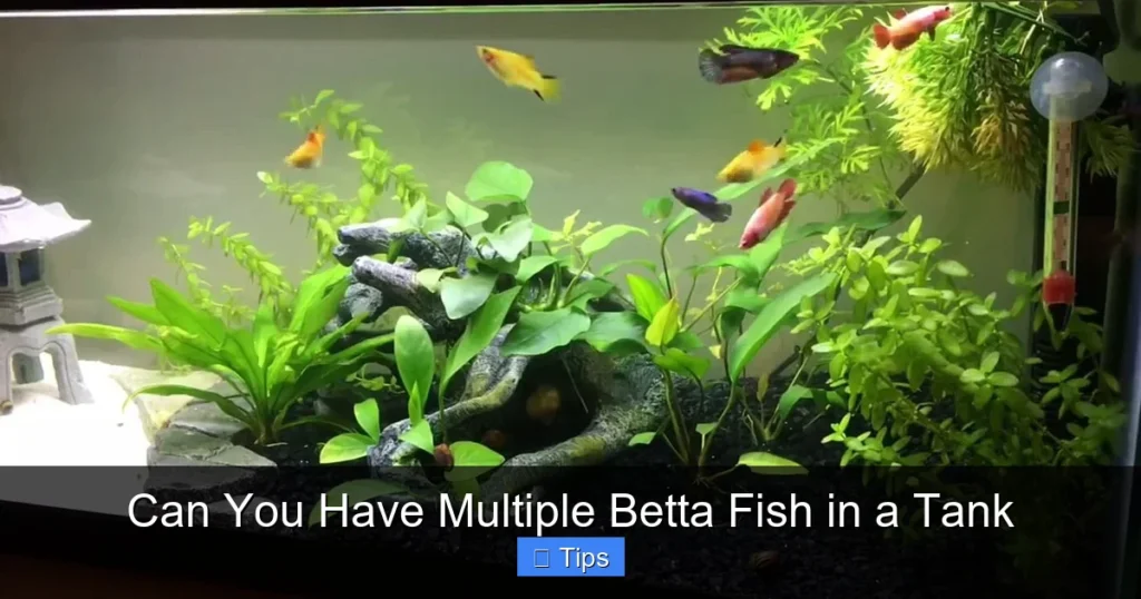 Can You Have Multiple Betta Fish in a Tank
