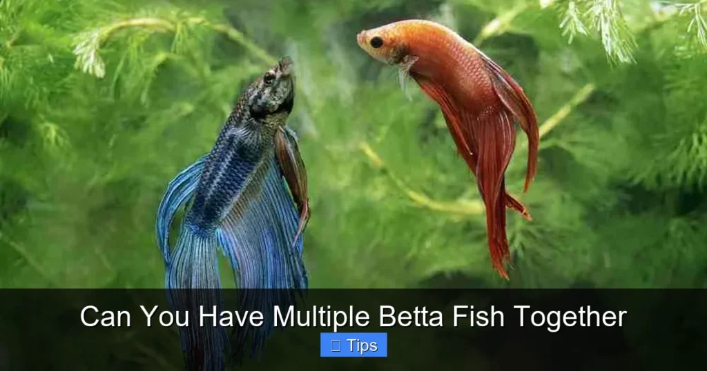 Can You Have Multiple Betta Fish Together