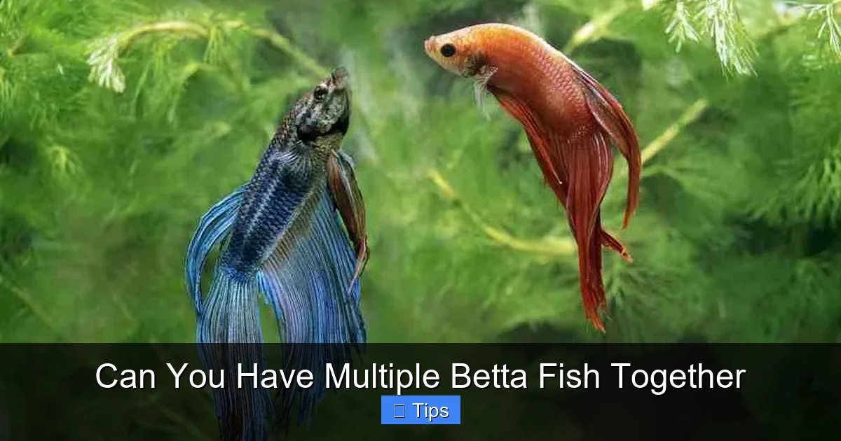 Can You Have Multiple Betta Fish Together