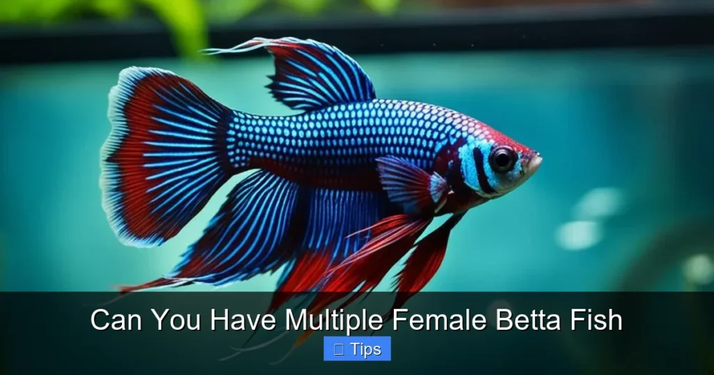Can You Have Multiple Female Betta Fish