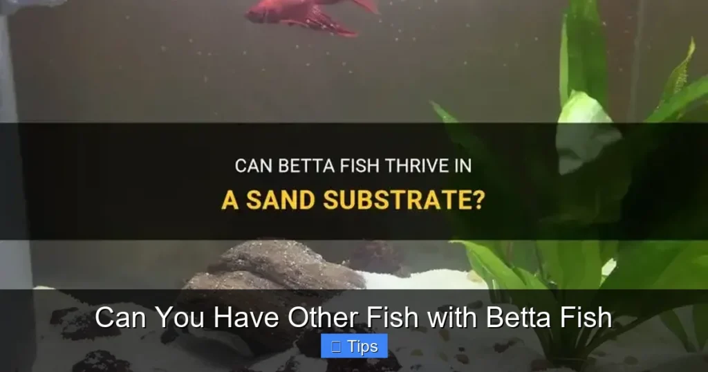 Can You Have Other Fish with Betta Fish