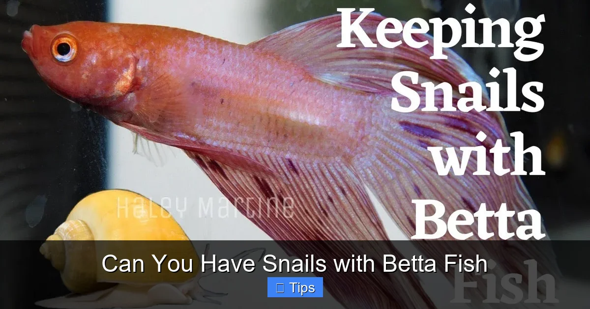 Can You Have Snails with Betta Fish