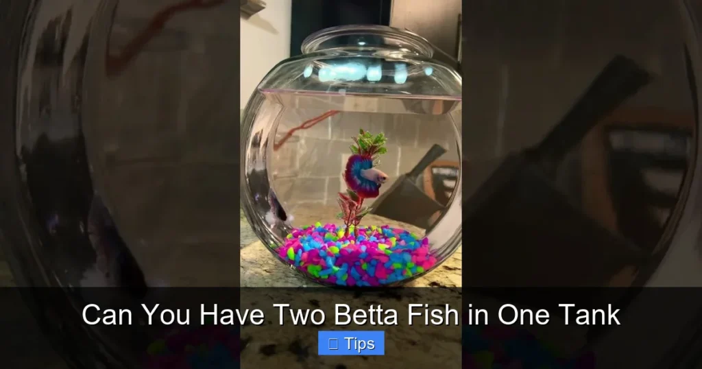 Can You Have Two Betta Fish in One Tank