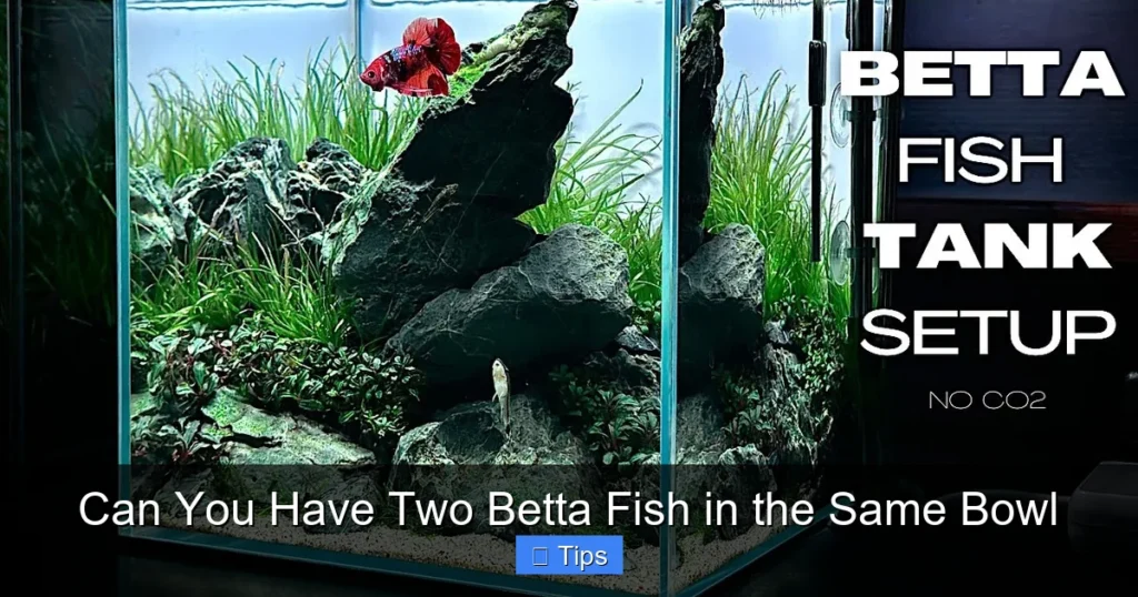 Can You Have Two Betta Fish in the Same Bowl