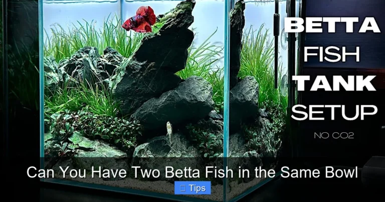 Can You Have Two Betta Fish in the Same Bowl