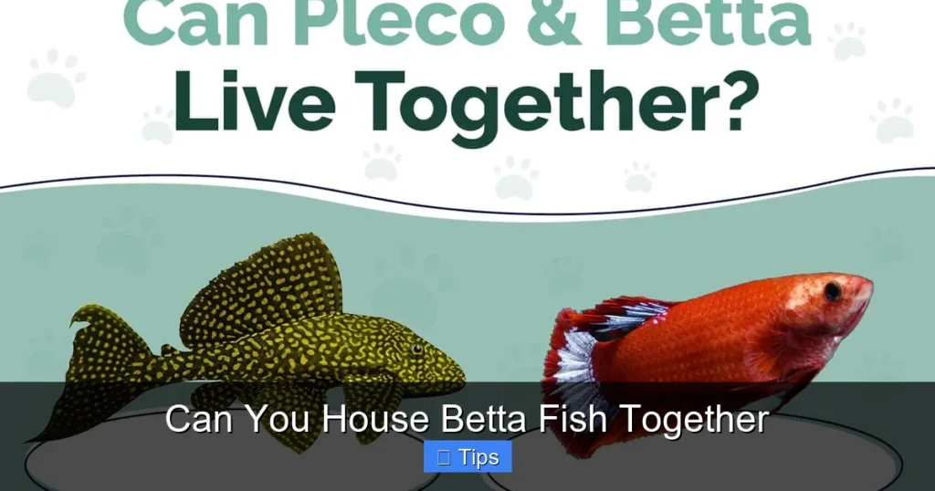 Can You House Betta Fish Together
