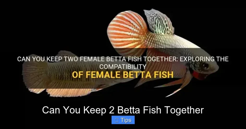 Can You Keep 2 Betta Fish Together