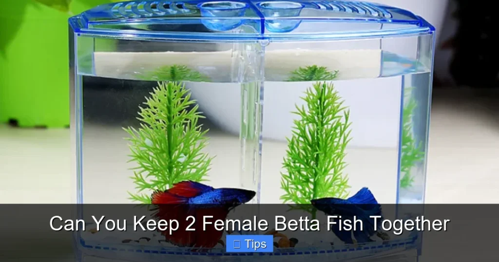 Can You Keep 2 Female Betta Fish Together