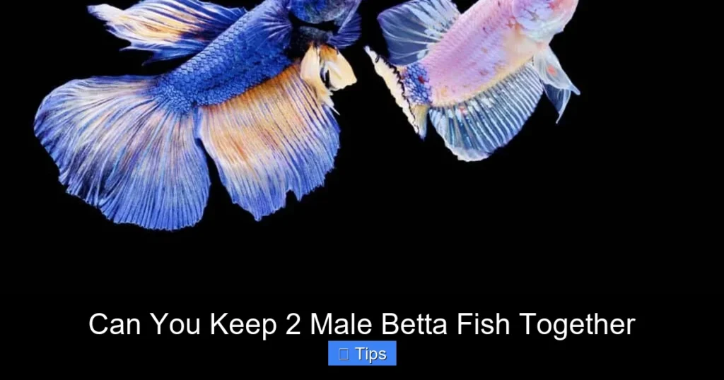 Can You Keep 2 Male Betta Fish Together