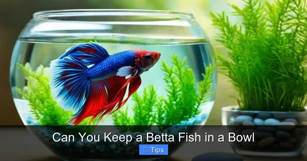 Can You Keep a Betta Fish in a Bowl