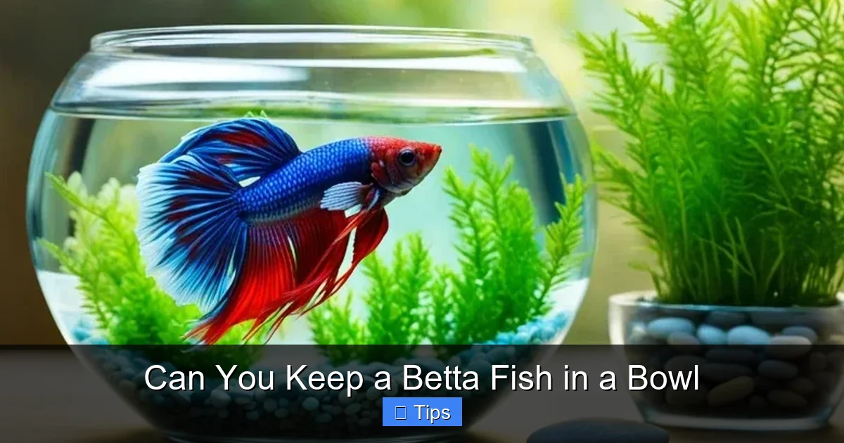 Can You Keep a Betta Fish in a Bowl
