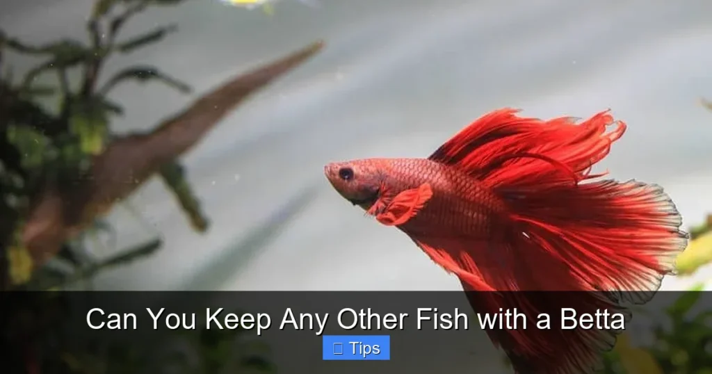 Can You Keep Any Other Fish with a Betta