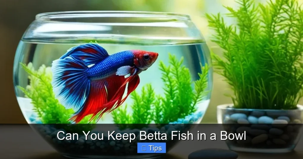 Can You Keep Betta Fish in a Bowl
