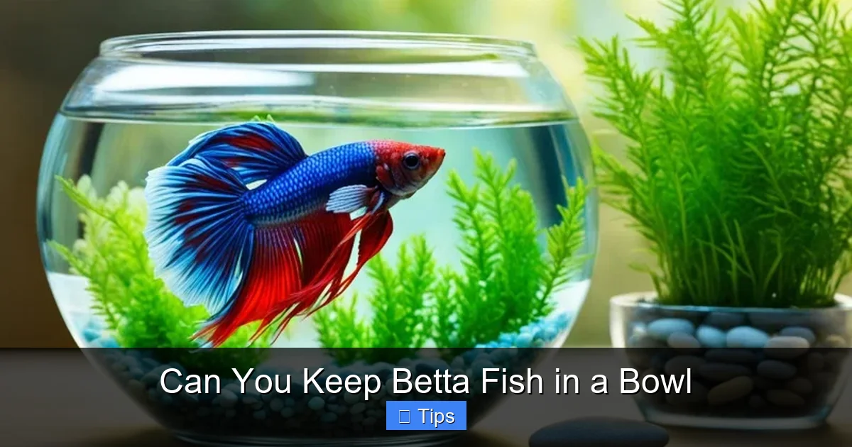 Can You Keep Betta Fish in a Bowl