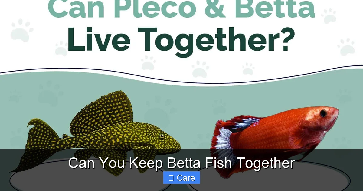 Can You Keep Betta Fish Together
