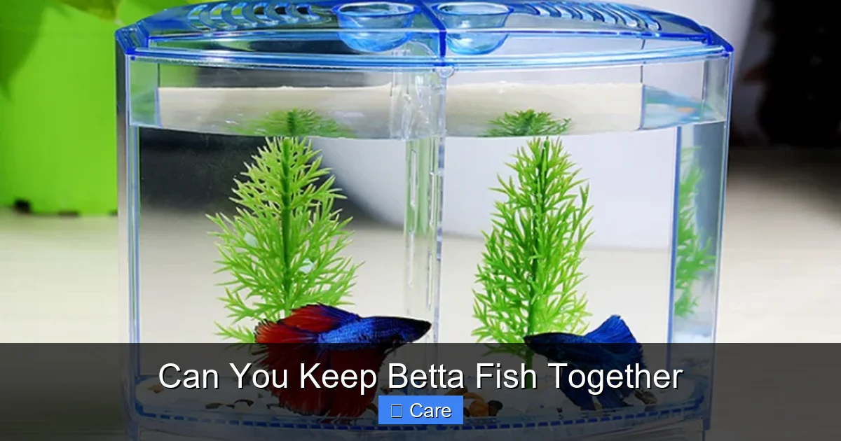 Can You Keep Betta Fish Together