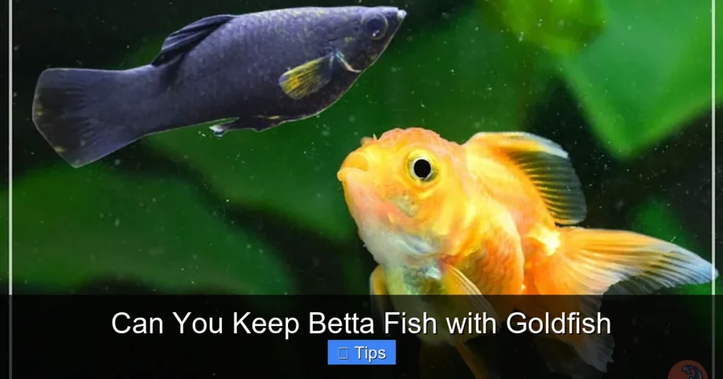 Can You Keep Betta Fish with Goldfish