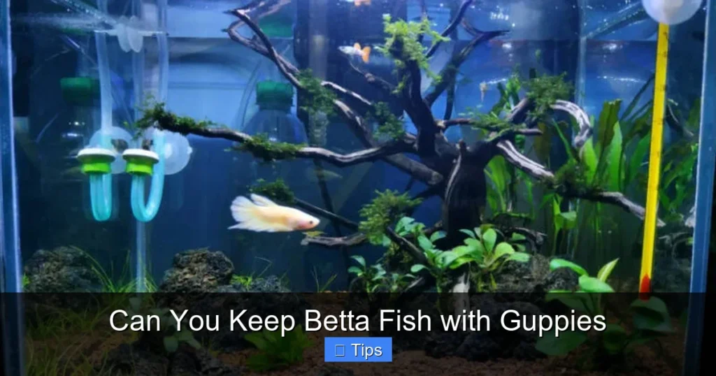 Can You Keep Betta Fish with Guppies