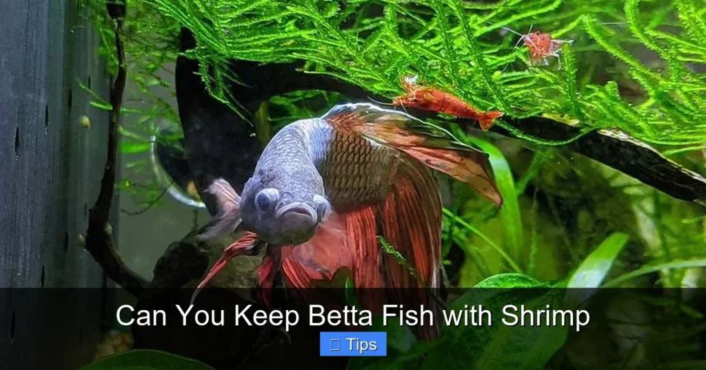 Can You Keep Betta Fish with Shrimp