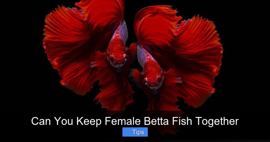 Can You Keep Female Betta Fish Together