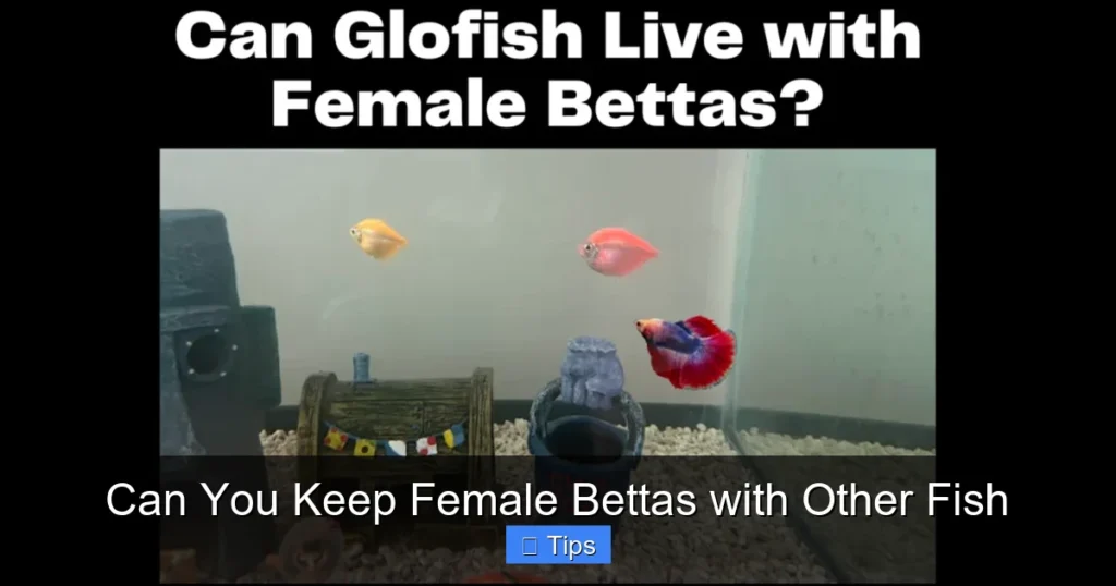 Can You Keep Female Bettas with Other Fish