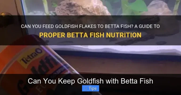 Can You Keep Goldfish with Betta Fish