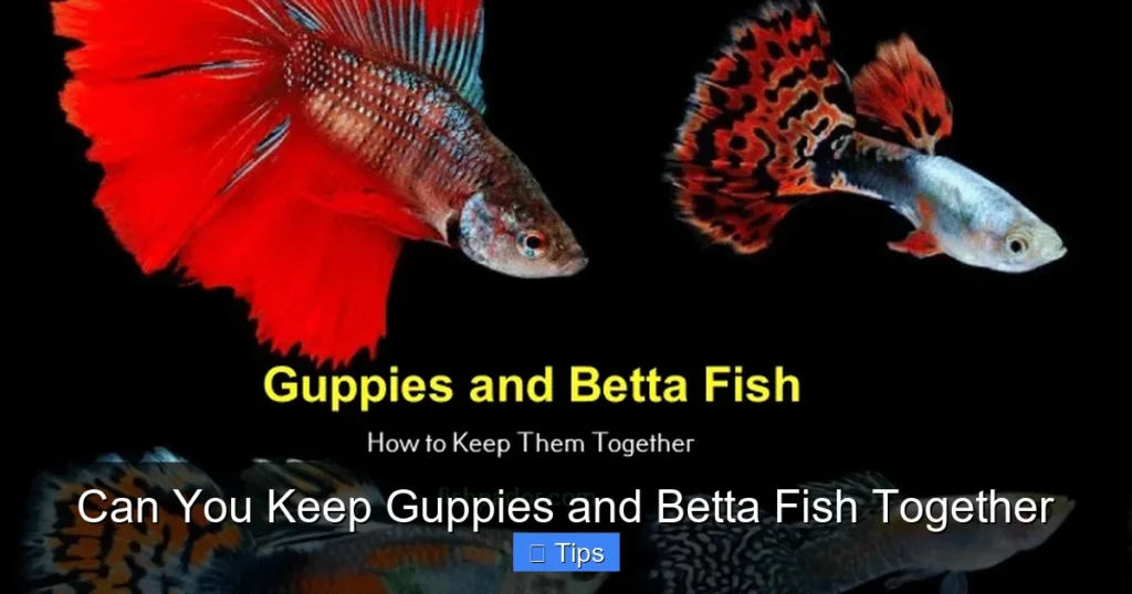 Can You Keep Guppies and Betta Fish Together