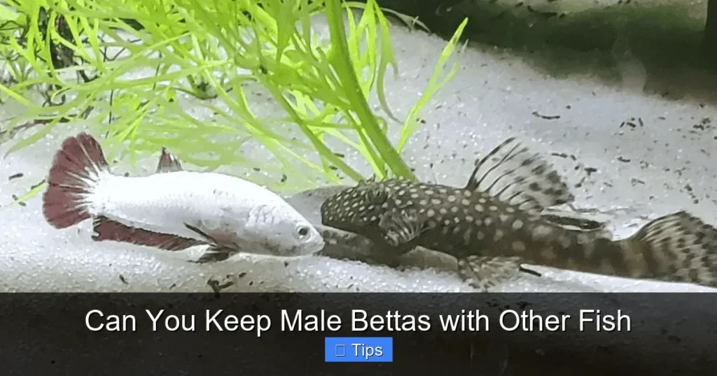 Can You Keep Male Bettas with Other Fish