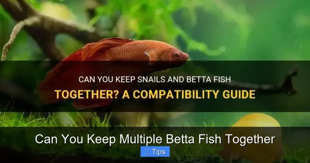 Can You Keep Multiple Betta Fish Together